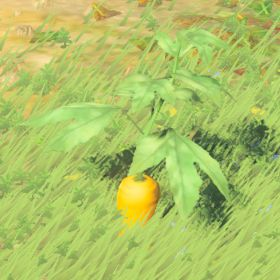 A picture of a endura carrot from BoTW.