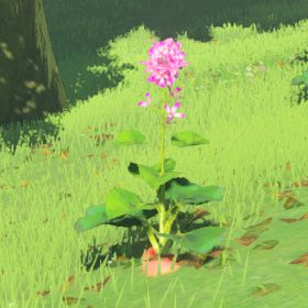 A picture of a hearty radish from BoTW.