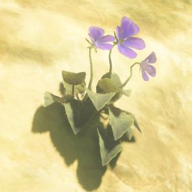A picture of a swift violet from BoTW.