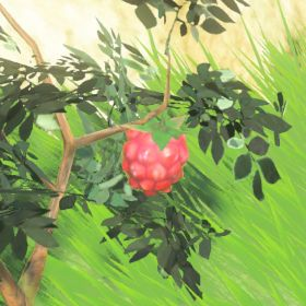 A picture of a wildberry from BoTW.